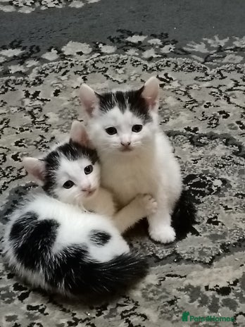 Mixed Breed cats - Advert 3