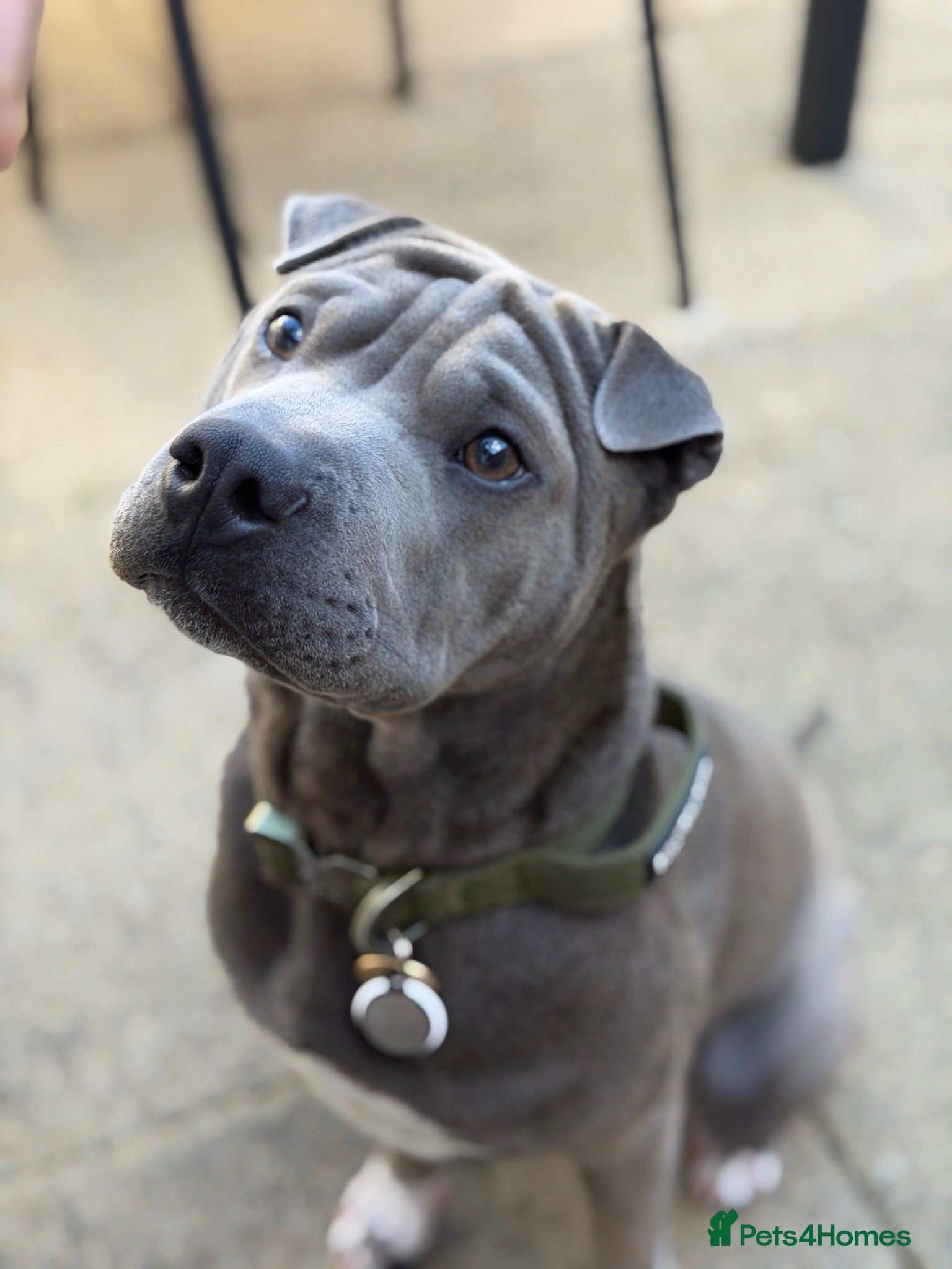 Mixed Breed dogs Bullpei puppy - Bowie - Advert 8