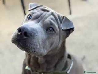 Mixed Breed dogs Bullpei puppy - Bowie - Advert 1