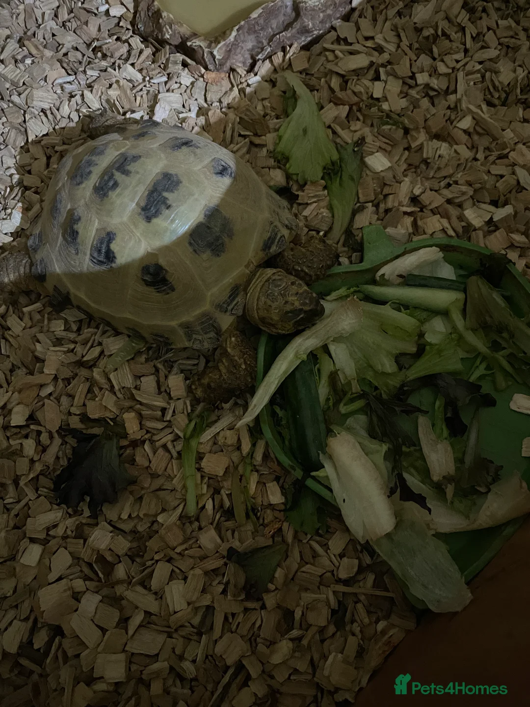 Tortoise reptiles for sale: Horsefield Tortoise 5years  - Advert 3