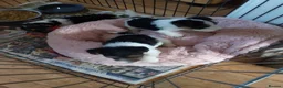 Fox Terrier dogs for sale: stunning fox terrier puppies - Advert 3
