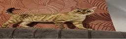 Bengal cats for sale: Beautiful Bengal kittens - only 2 left!  - Advert 14