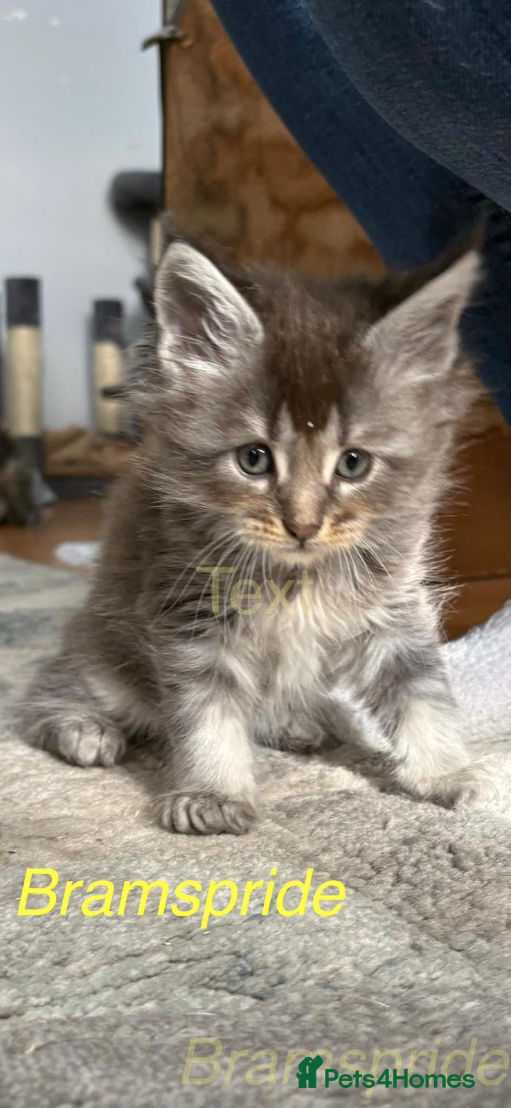 Maine Coon cats Gccf registered Maine coon kittens - Advert 10