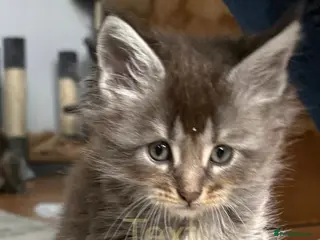 Maine Coon cats Gccf registered Maine coon kittens - Advert 10