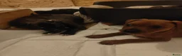 Staffordshire Bull Terrier dogs for sale:  original Staffordshire puppies ready to go in Blackburn - Advert 9