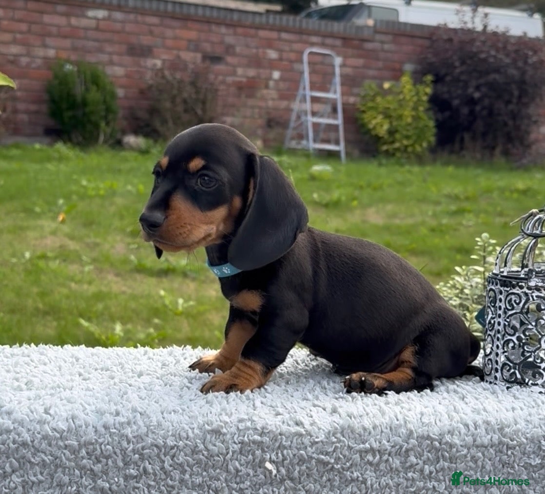 Miniature Dachshund dogs 🐾 2 boys READY NOW… reduced, black & tan - Advert 1