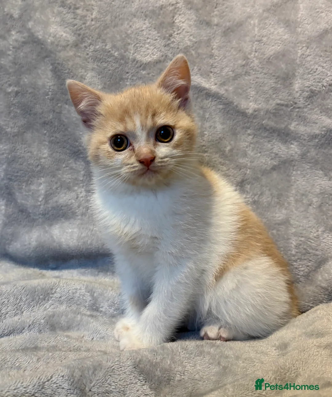 British Shorthair cats for sale: 4 boy BSH kittens ready to leave! - Advert 9