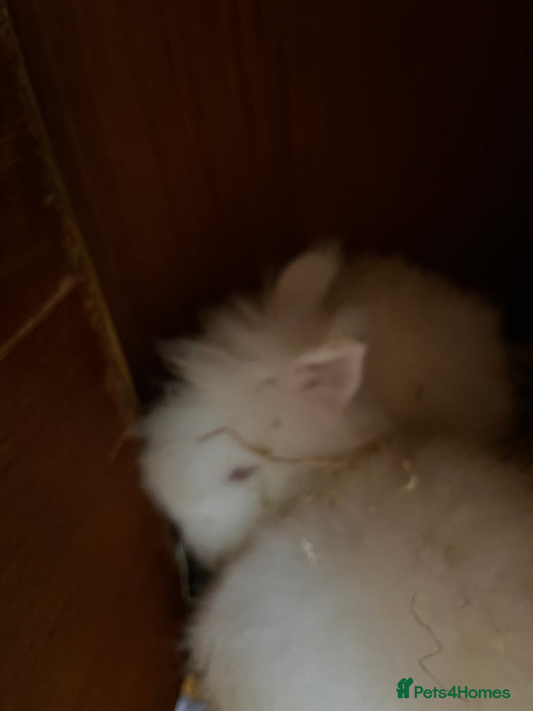 Lionhead rabbits for sale: Family of 6 rabbits for sale ready to leave now - Image 4