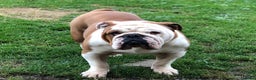 English Bulldog dogs for stud: KC HEALTH TESTED BULLDOG in Ashford - Advert 3