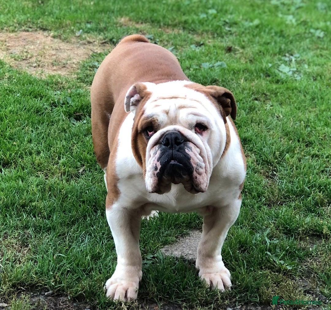 English Bulldog dogs for stud: KC HEALTH TESTED BULLDOG in Ashford - Image 3
