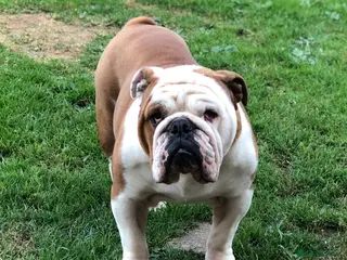 English Bulldog dogs KC HEALTH TESTED BULLDOG - Advert 19