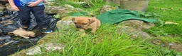 Mixed Breed dogs for sale: Gorgeous little pug mix puppies in Dungannon - Advert 8