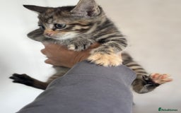 Mixed Breed cats for sale: 3 tabbie kittens looking for their forever homes - Image 8
