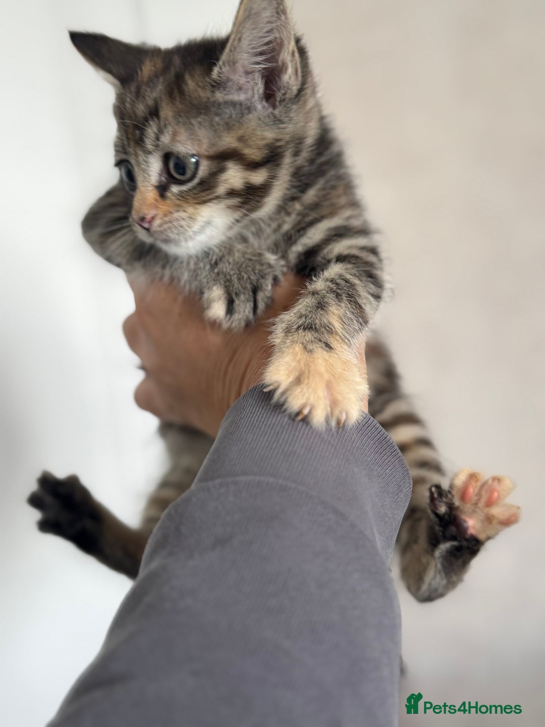 Mixed Breed cats for sale: 3 tabbie kittens looking for their forever homes - Image 8