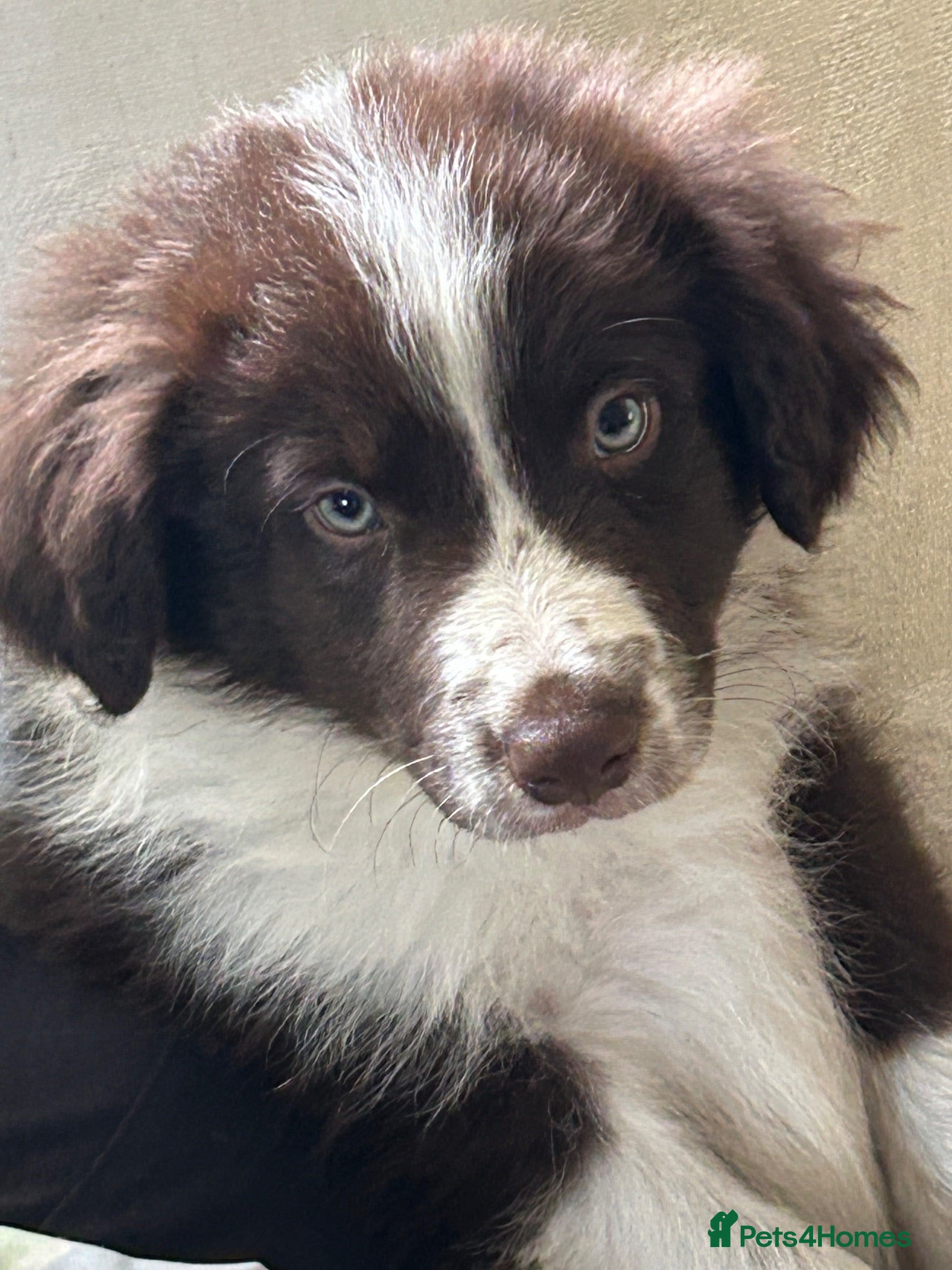 Border Collie dogs Stunning Border Collie pups - Advert 1