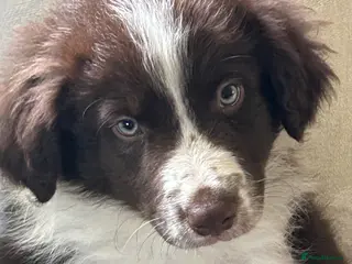 Border Collie dogs Stunning Border Collie pups - Advert 1