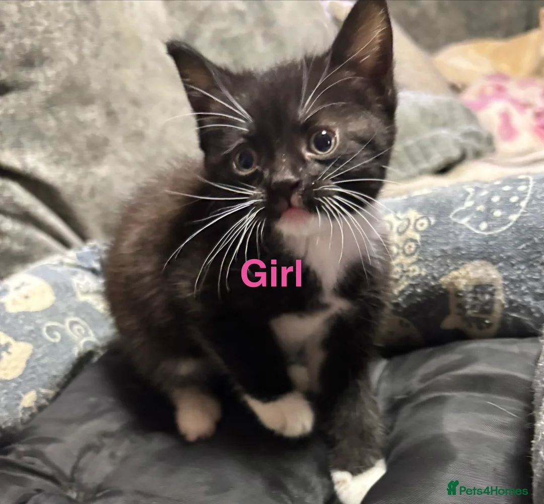 Mixed Breed cats for sale: Mixed litter of adorable kittens - Advert 2