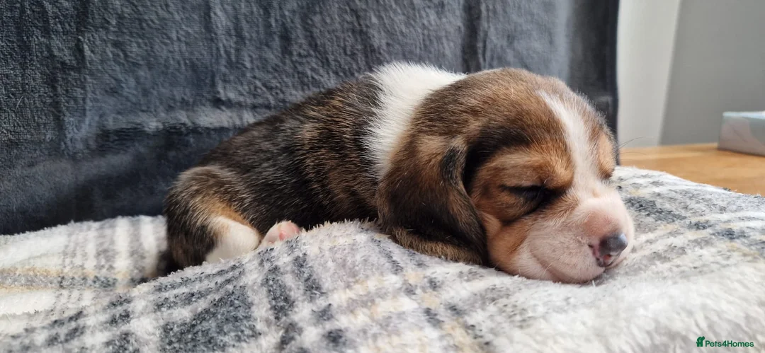 Beagle dogs for sale: 1 male, rkc registered, family reared puppy - Advert 28