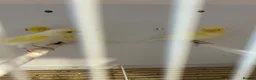 Canaries birds for sale: Yellow dimorphic canaries  - Advert 5