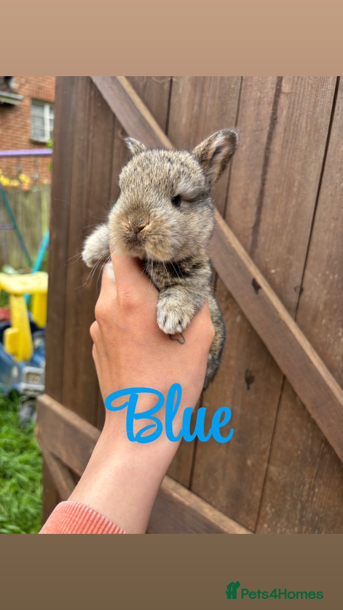 Mini Lop rabbits Mini lop babies - Advert 18