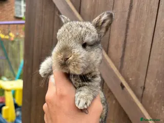 Mini Lop rabbits Mini lop babies - Advert 1