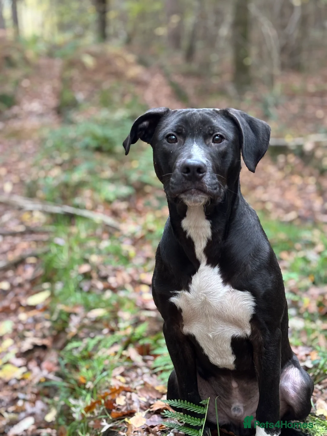 Mixed Breed dogs for sale: With a very heavy heart - Advert 3