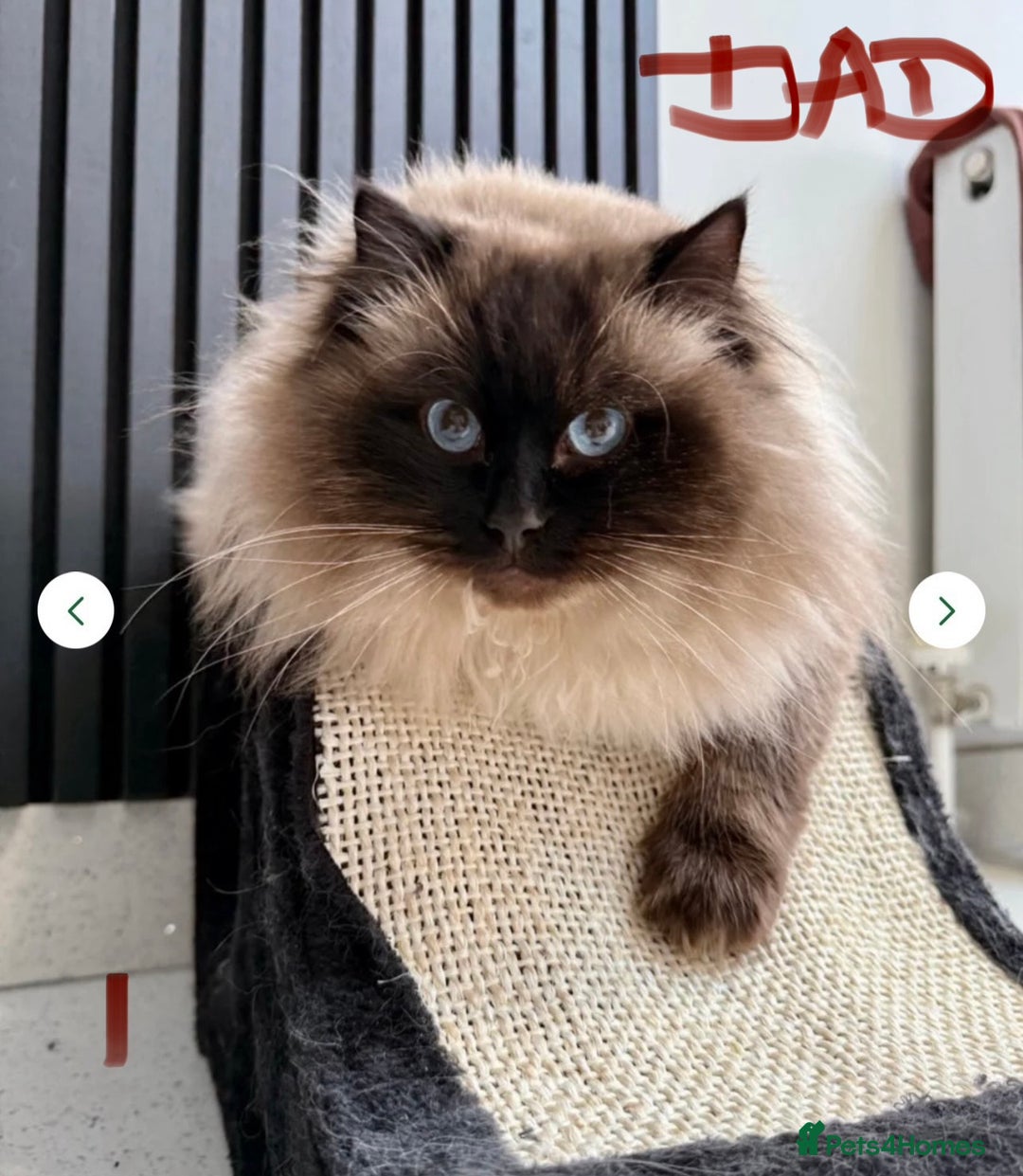 Ragdoll cats for sale: Ragdoll kittens blue point and seal point  - Advert 4