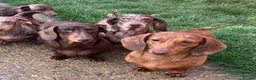 Miniature Dachshund dogs for sale: young male and female  - Advert 1