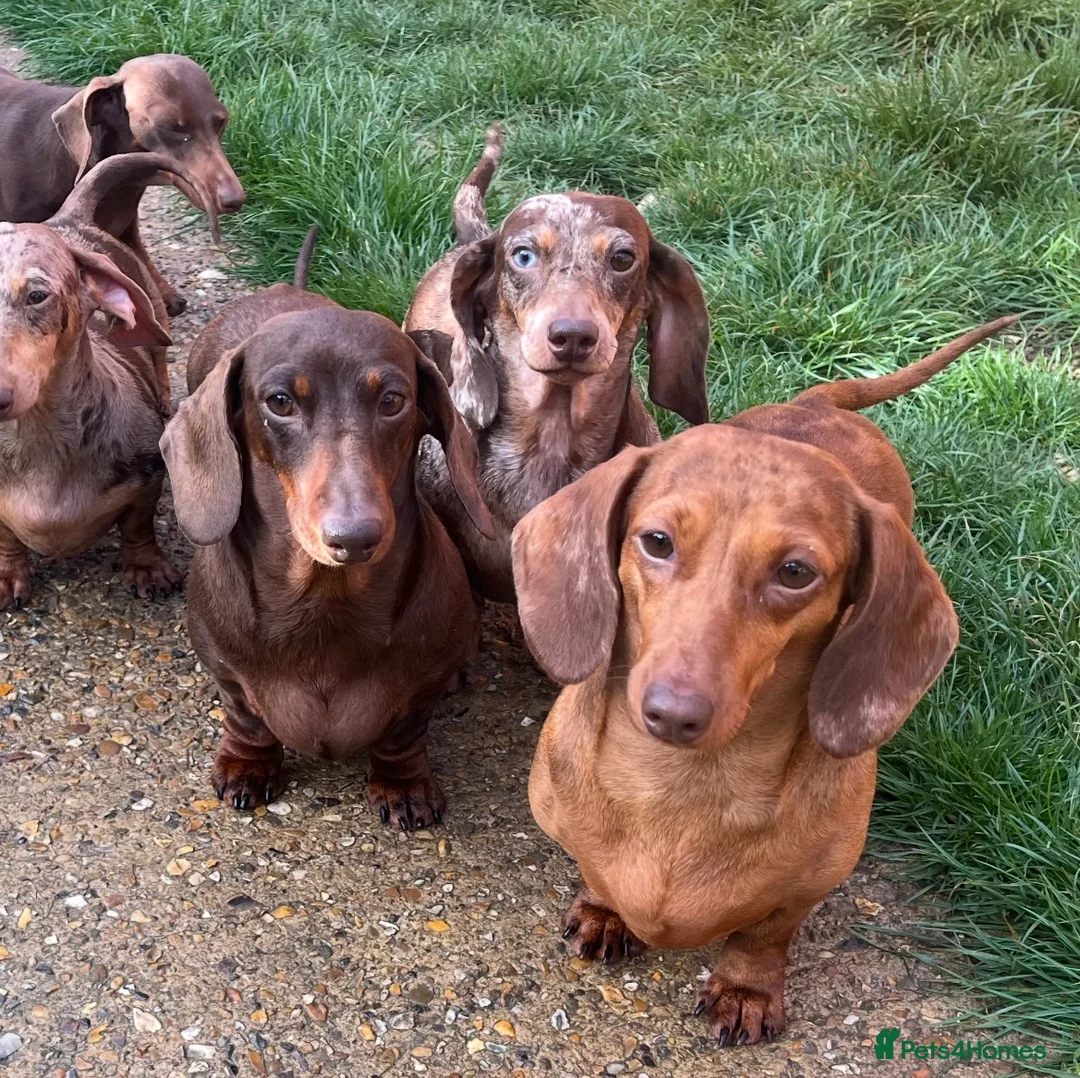 Miniature Dachshund dogs for sale: young male and female  - Advert 1