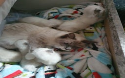 Ragdoll cats for sale: 3 ragdoll kittens forsale - Image 4