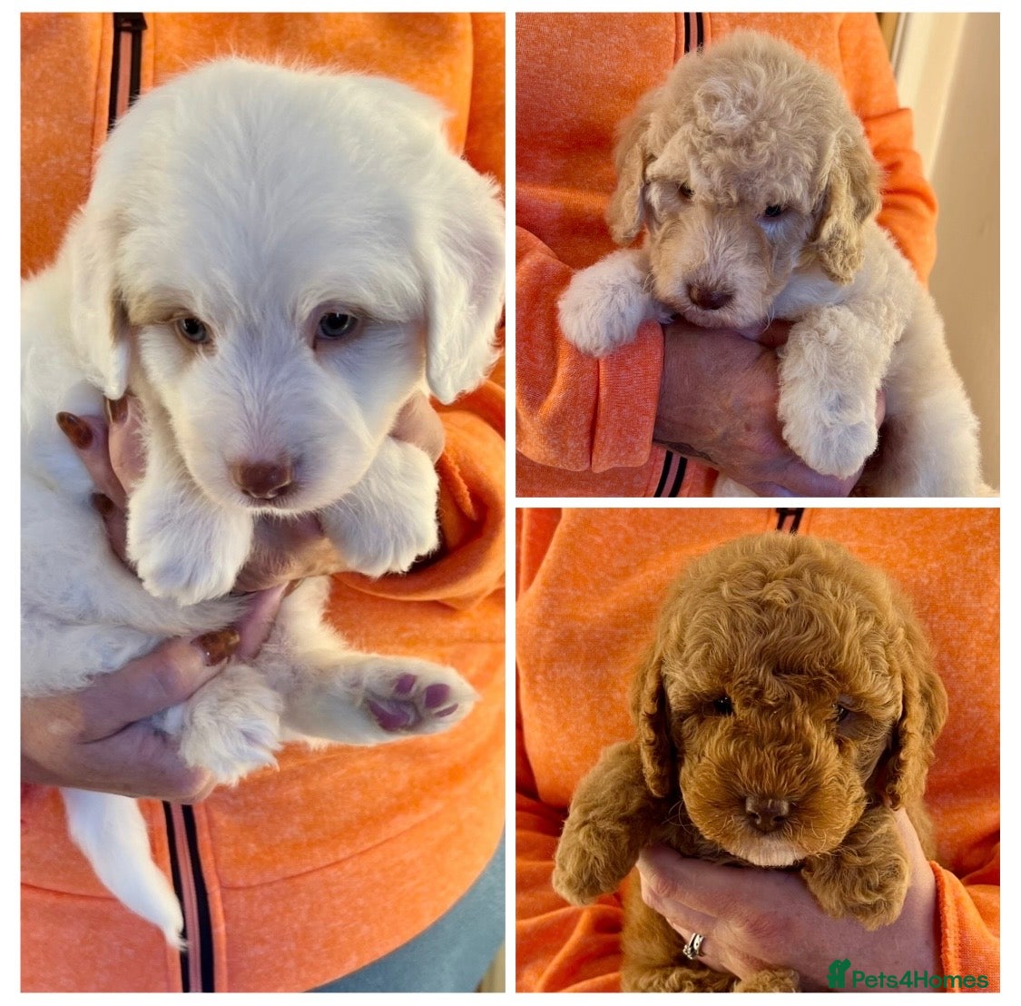 Labradoodle dogs READY NOW! Labradoodles F1b Health tested parents  - Advert 2