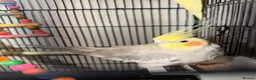 Cockatiels birds for sale: Beautiful pair of Cockatiels for Sale in Rugby - Advert 4