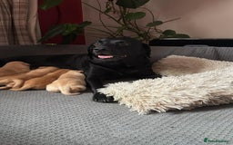 Labrador Retriever dogs for sale: Labrador Love Nuggets - 7 left - Image 10