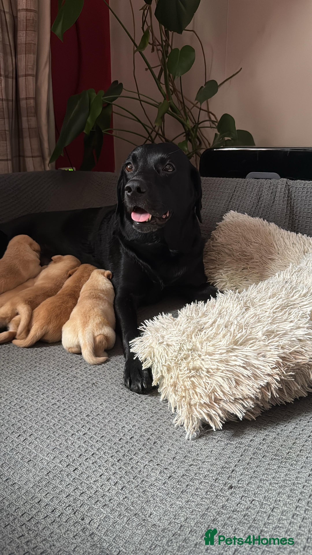 Labrador Retriever dogs for sale: Labrador Love Nuggets - 7 left - Image 10