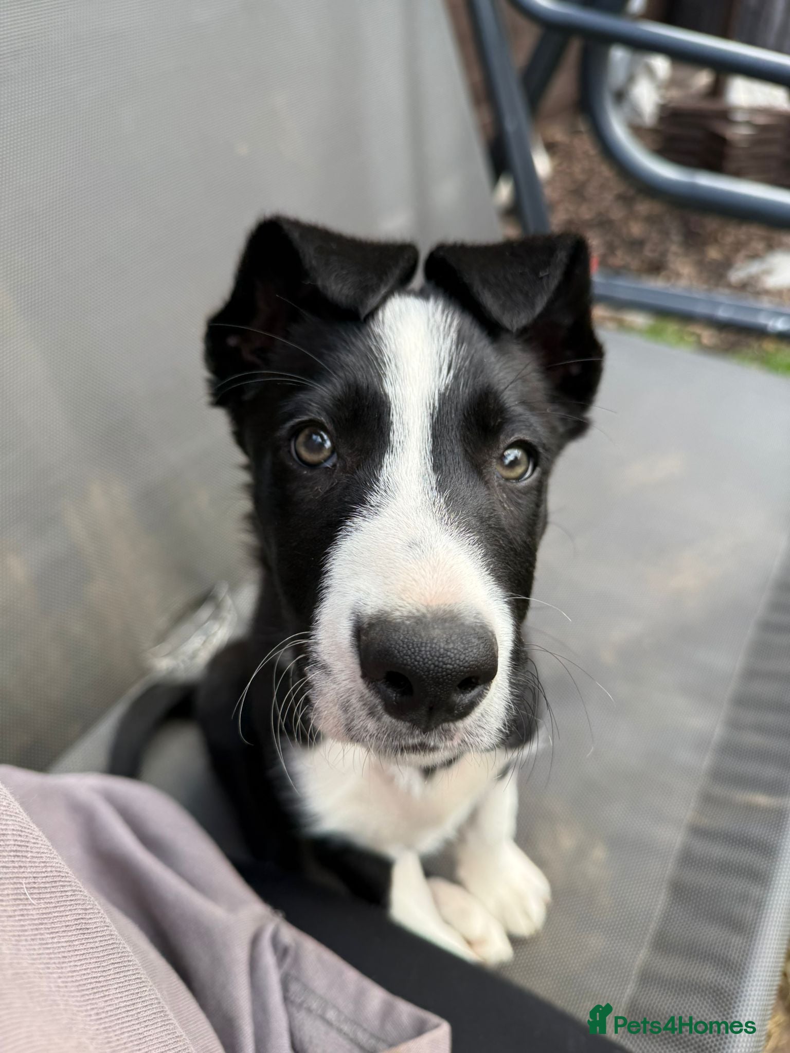 Border Collie dogs One little boy Border Collie left  - Advert 13