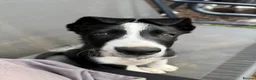 Border Collie dogs for sale: One little boy Border Collie left  - Advert 1