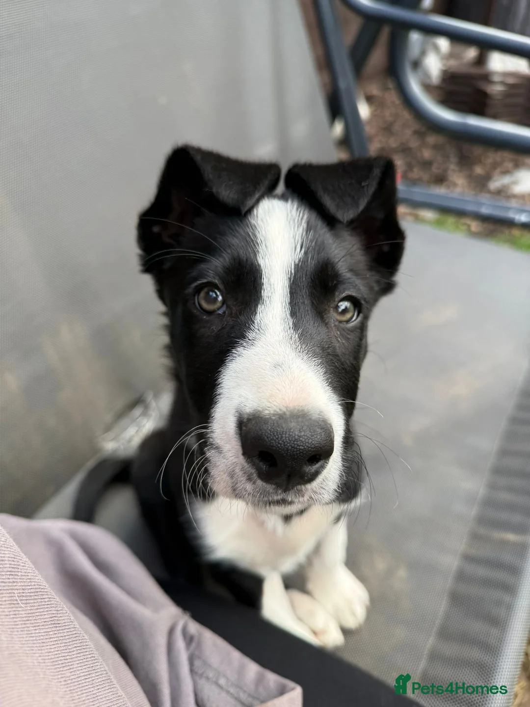Border Collie dogs for sale: One little boy Border Collie left  - Advert 1