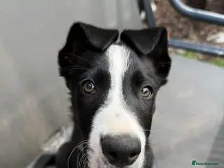 Border Collie dogs One little boy Border Collie left - Advert 13