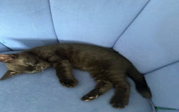 Bengal cats for sale: Mixed Breed Kittens  - Image 2