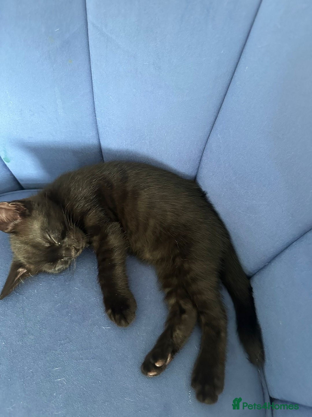 Bengal cats for sale: Mixed Breed Kittens  - Image 2