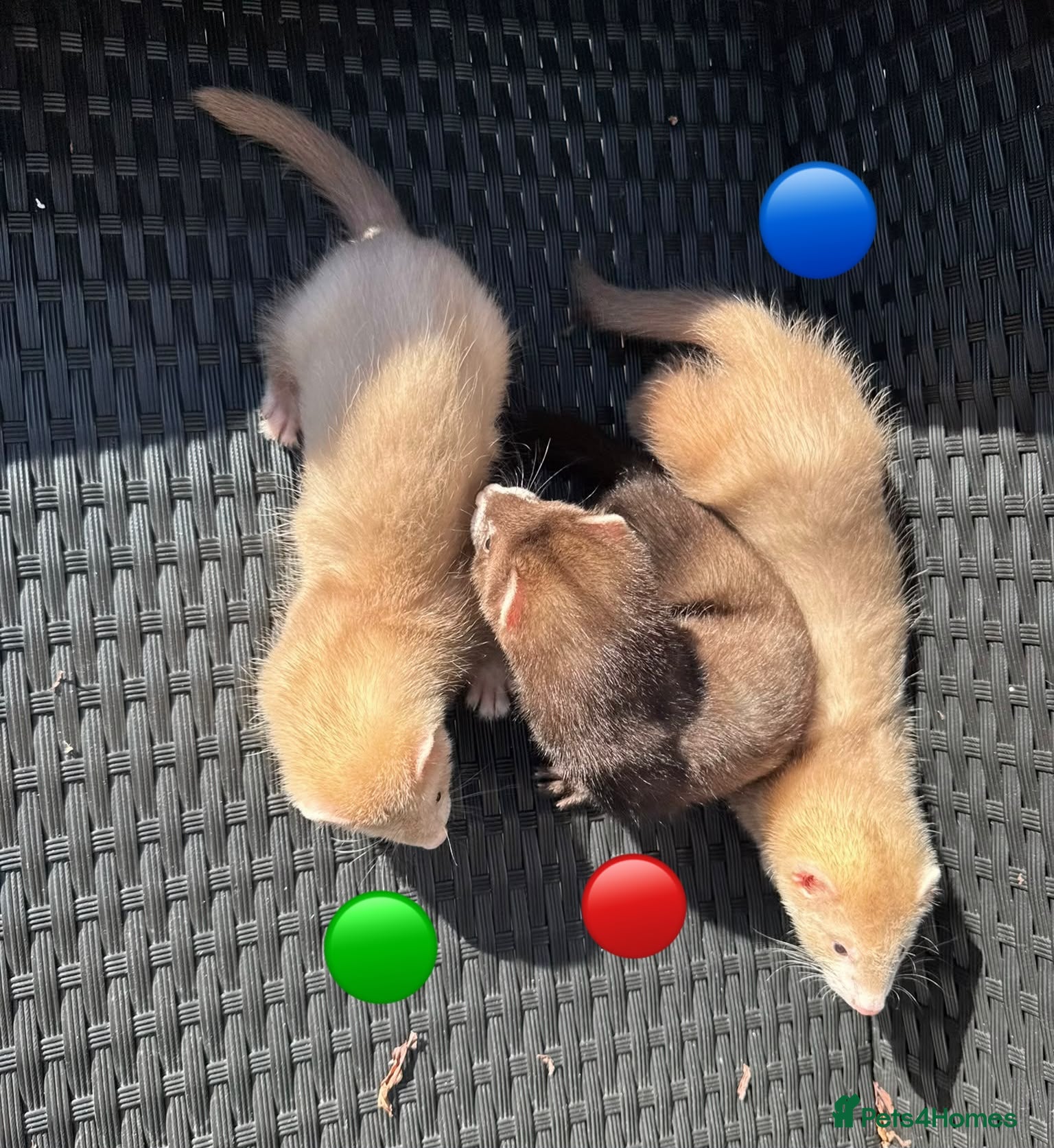 Ferret rodents 3 ferret kit hobs available - Advert 2