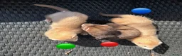 Ferret rodents for sale: 3 ferret kit hobs available - Advert 2