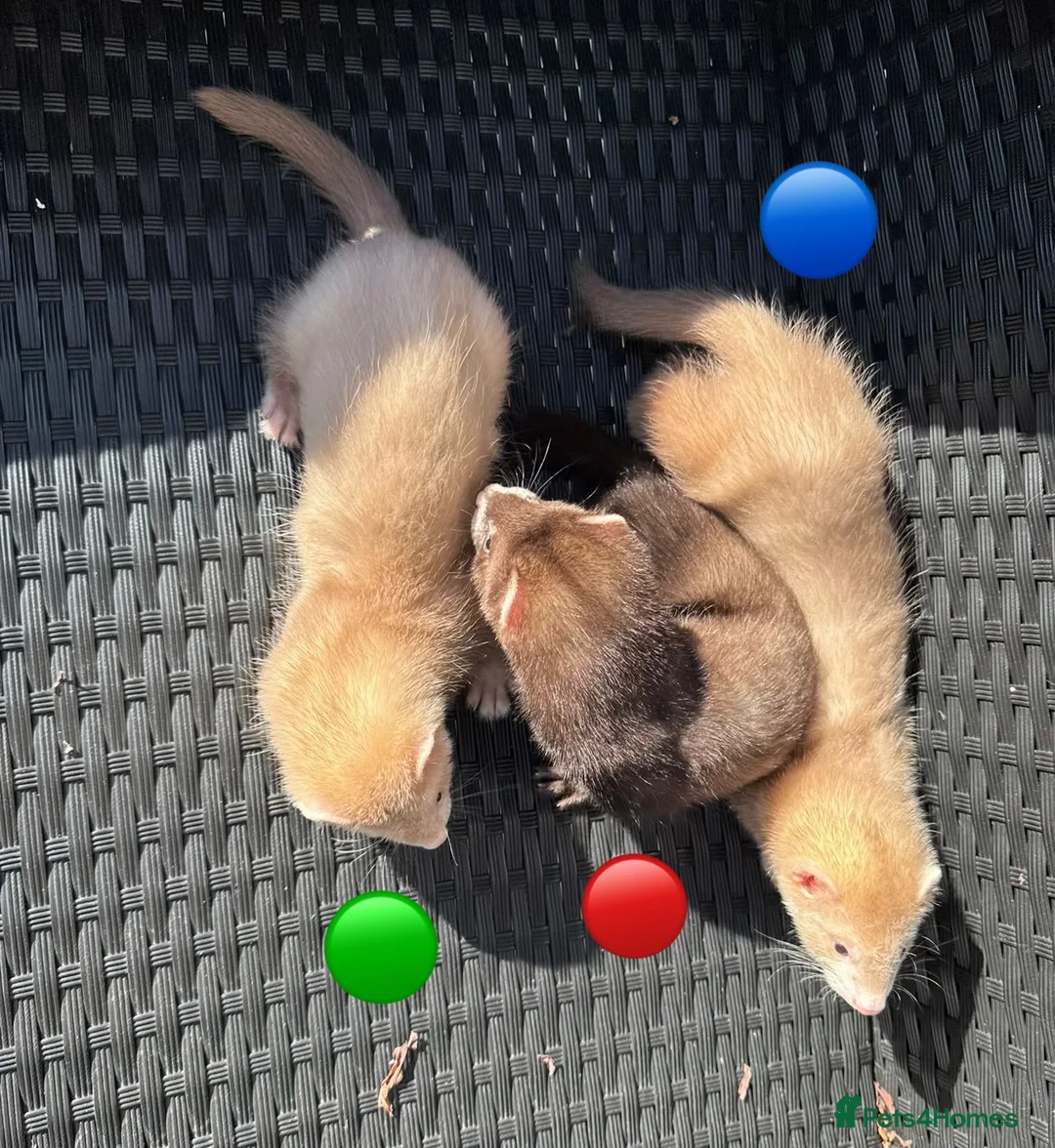 Ferret rodents for sale: 3 ferret kit hobs available - Advert 2