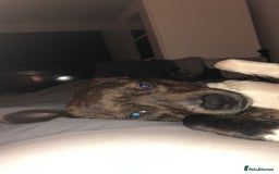 Mixed Breed dogs for sale: Dog free - Image 2