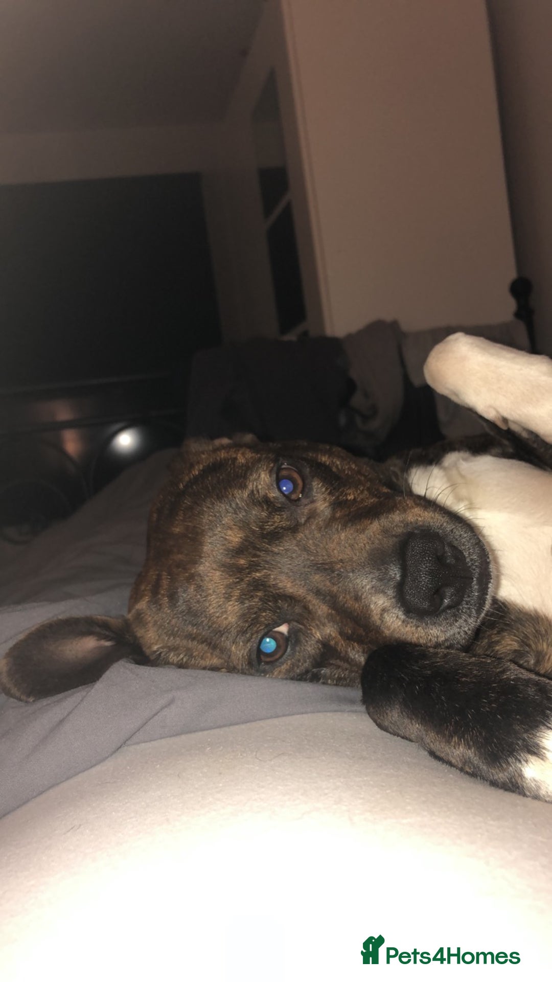 Mixed Breed dogs for sale: Dog free - Image 2