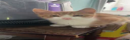 Mixed Breed cats for sale: 12 beautiful kittens for sale - Advert 20