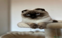 Mixed Breed cats for sale: 2 beautiful ragfolds looking for a loving home  - Image 4