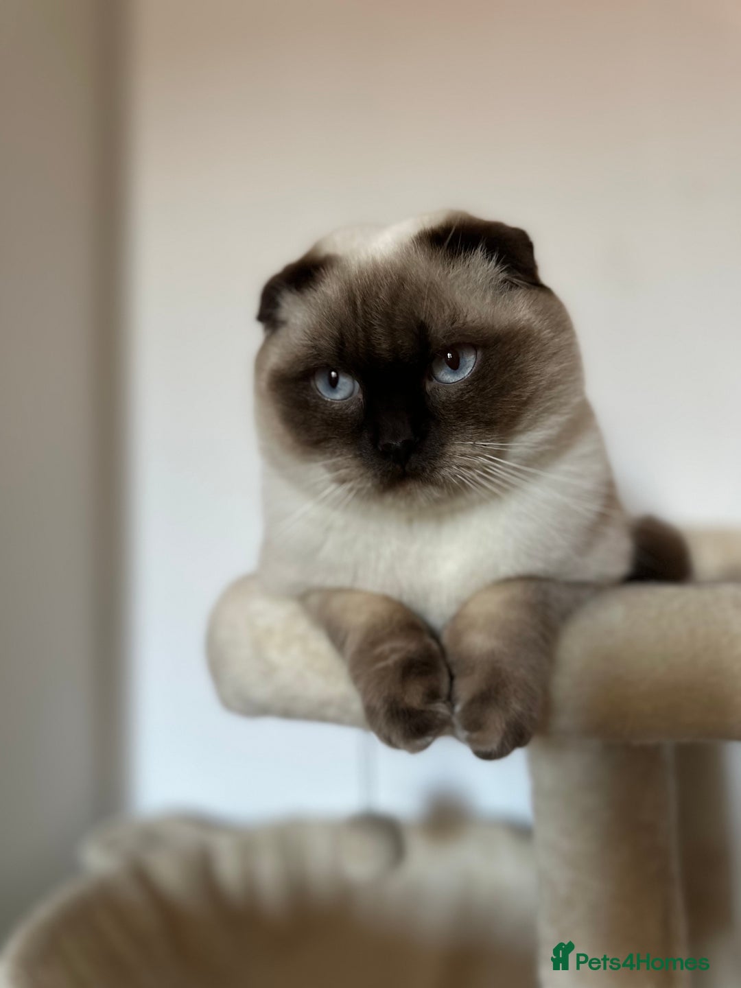 Mixed Breed cats for sale: 2 beautiful ragfolds looking for a loving home  - Image 4