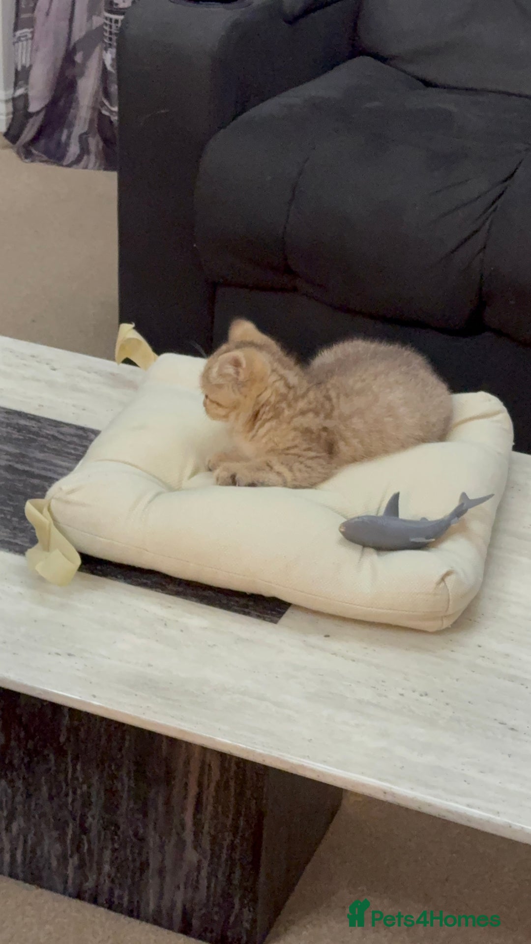 British Shorthair cats for sale: British shorthair  - Image 15
