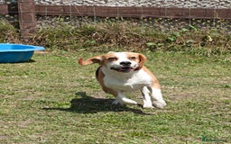 Beagle dogs for stud: Full Pedigree beagle for Stud! - Image 3